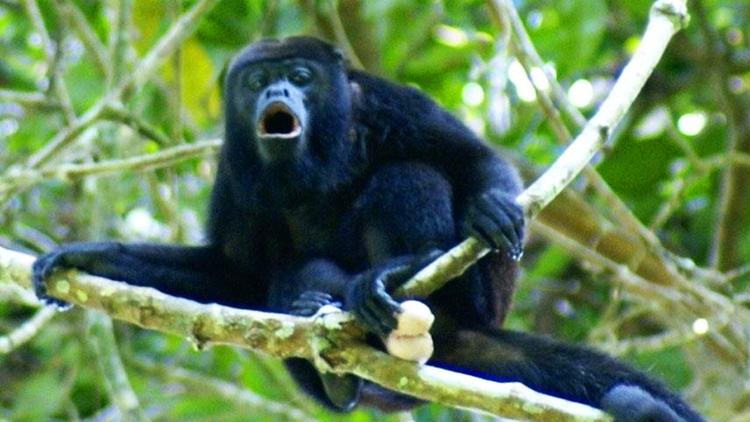 Caen muertos de los árboles monos aulladores por temperaturas extremas en México