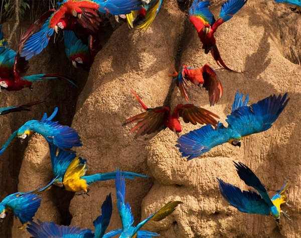 La gran diferencia entre Latinoamérica y EE. UU. en el trato hacia la fauna