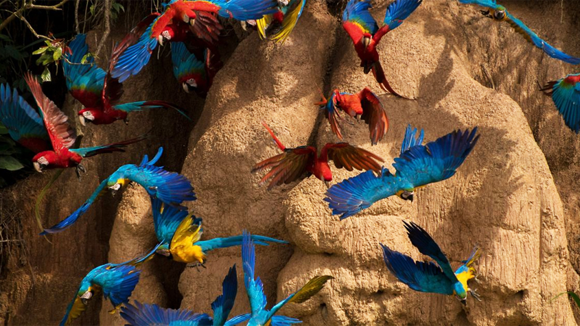 La gran diferencia entre Latinoamérica y EE. UU. en el trato hacia la fauna