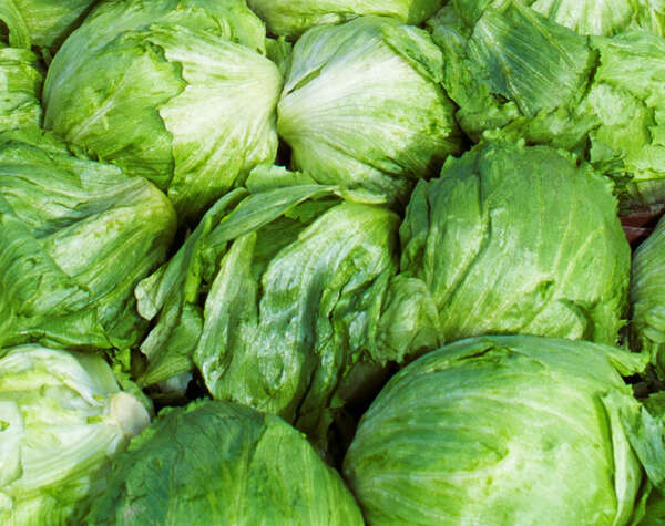 Falso positivo en lechuga mexicana no detiene investigación por brote de ciclosporiasis en EU