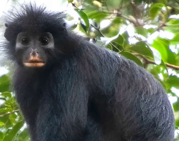Científicos descubren en el Congo una nueva especie de mono con «cara de máscara»