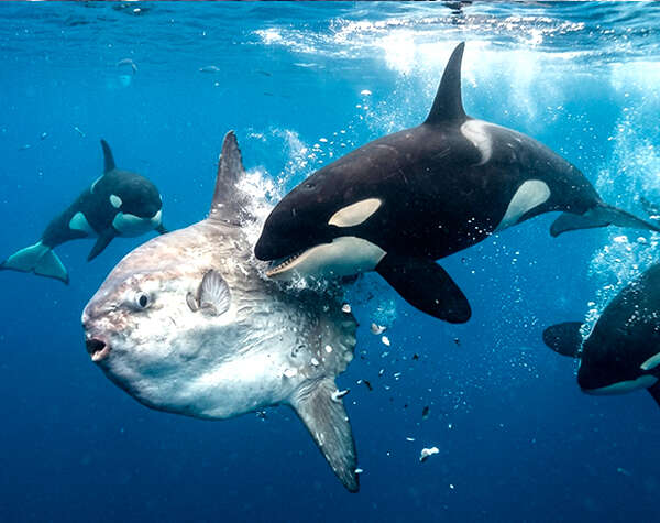 Orcas sorprenden a científicos al hacer estallar un pez luna con una potente embestida