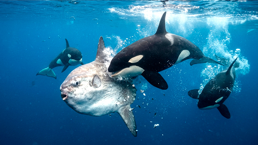Orcas sorprenden a científicos al hacer estallar un pez luna con una potente embestida