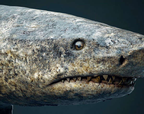 El tiburón que puede vivir hasta 400 años acerca a la ciencia al secreto de la longevidad