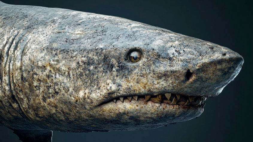 El tiburón que puede vivir hasta 400 años acerca a la ciencia al secreto de la longevidad