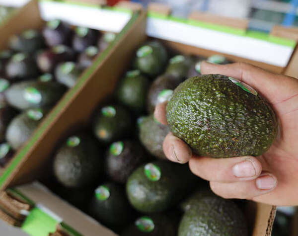 Anuncian medidas de seguridad para inspectores y empacadores de aguacate