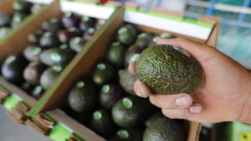 Anuncian medidas de seguridad para inspectores y empacadores de aguacate
