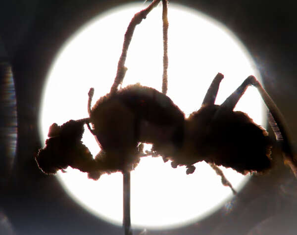 Descubren en México seis especies de “hongos zombis” que controlan a las hormigas