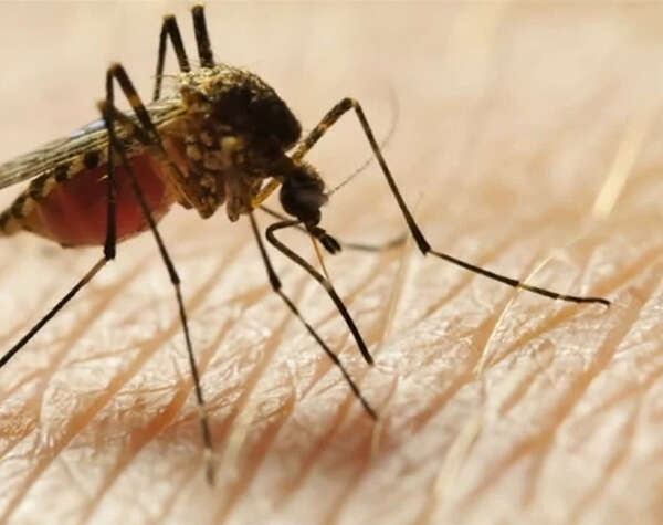 Así funciona el “radar” de los mosquitos para encontrar a sus víctimas