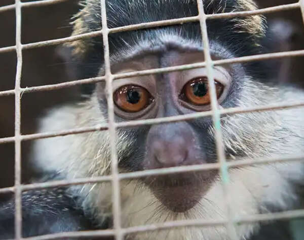 El tráfico de especies encuentra terreno fértil en las redes sociales