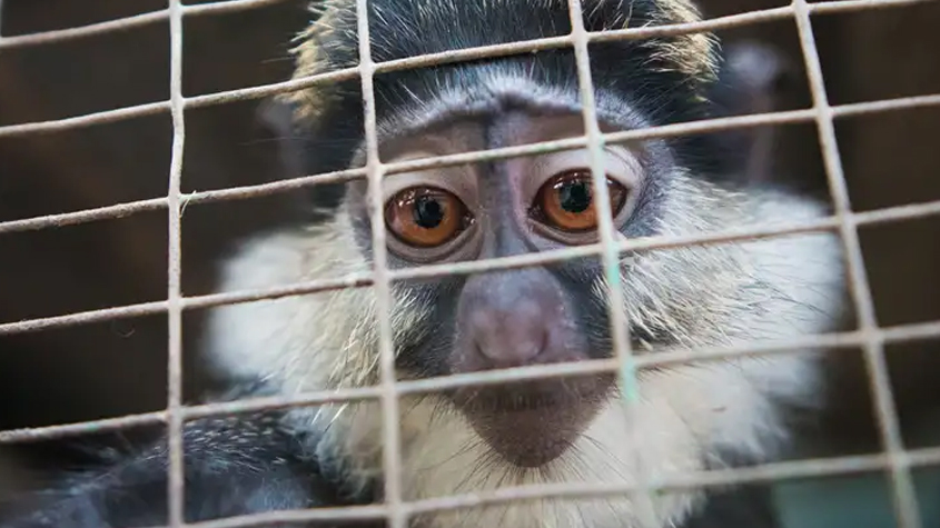 El tráfico de especies encuentra terreno fértil en las redes sociales