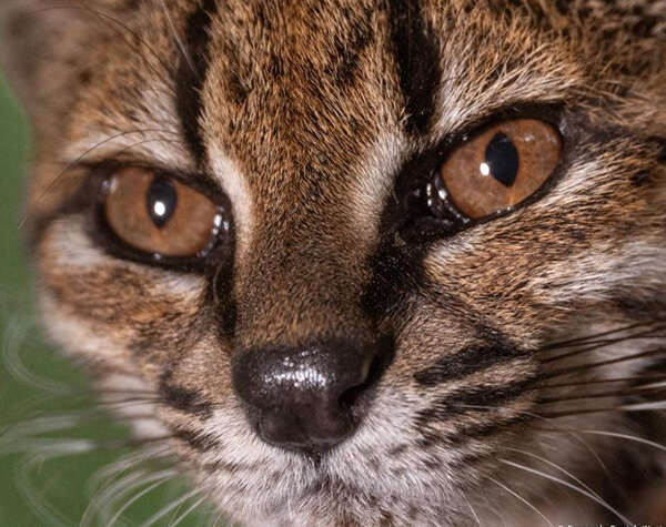 Descubren en Bolivia una nueva especie de felino silvestre tras más de un siglo