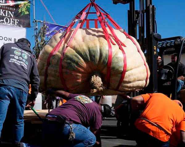 Cultivan en Estados Unidos una calabaza de más de 1.4 toneladas que podría romper récord mundial