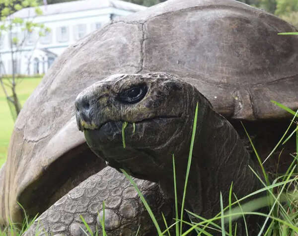 El misterio detrás de los 194 años de Jonathan, la tortuga más longeva