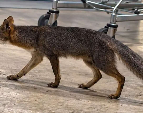 Salud de Quintana Roo busca a personas que tuvieron contacto con una zorra gris en Cancún
